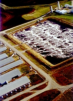 cafo